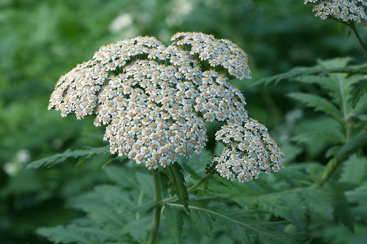 Изображение особи Pyrethrum macrophyllum.