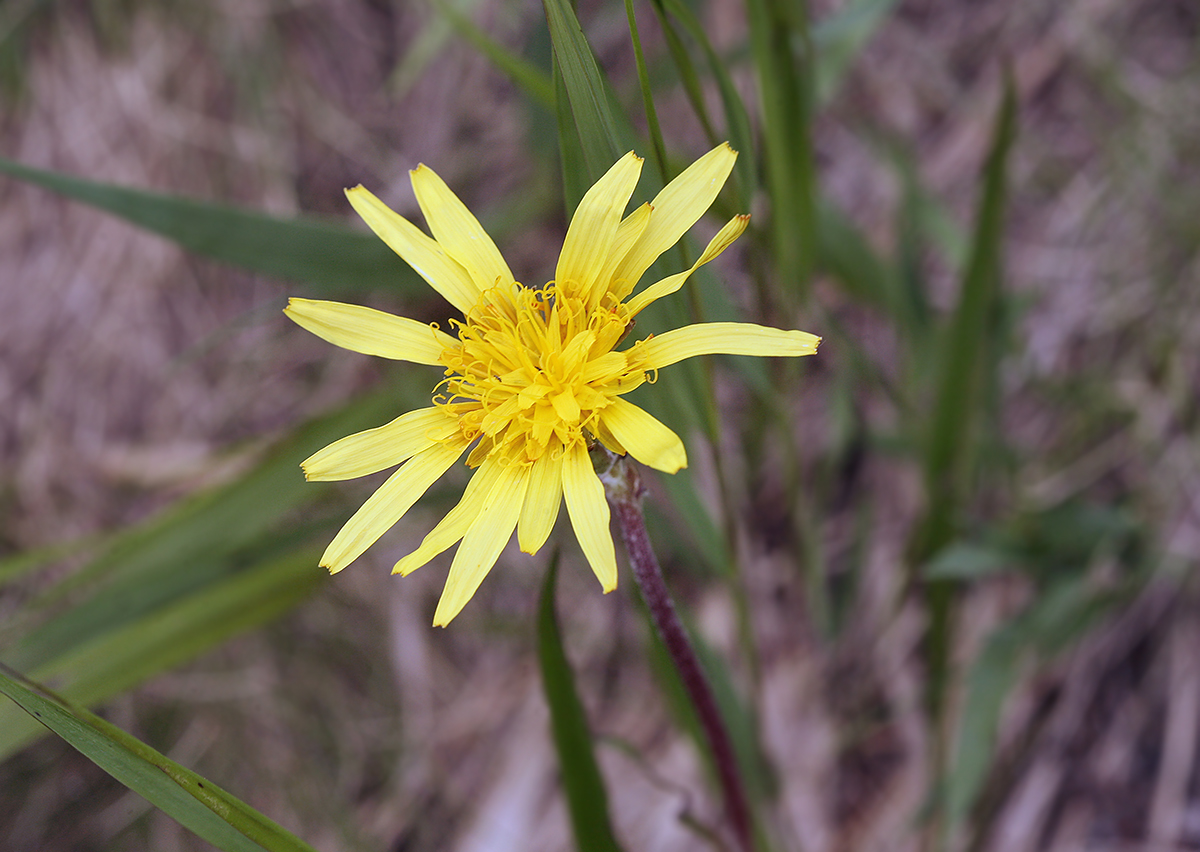 Изображение особи Scorzonera humilis.