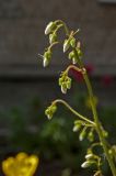 Saxifraga hirsuta