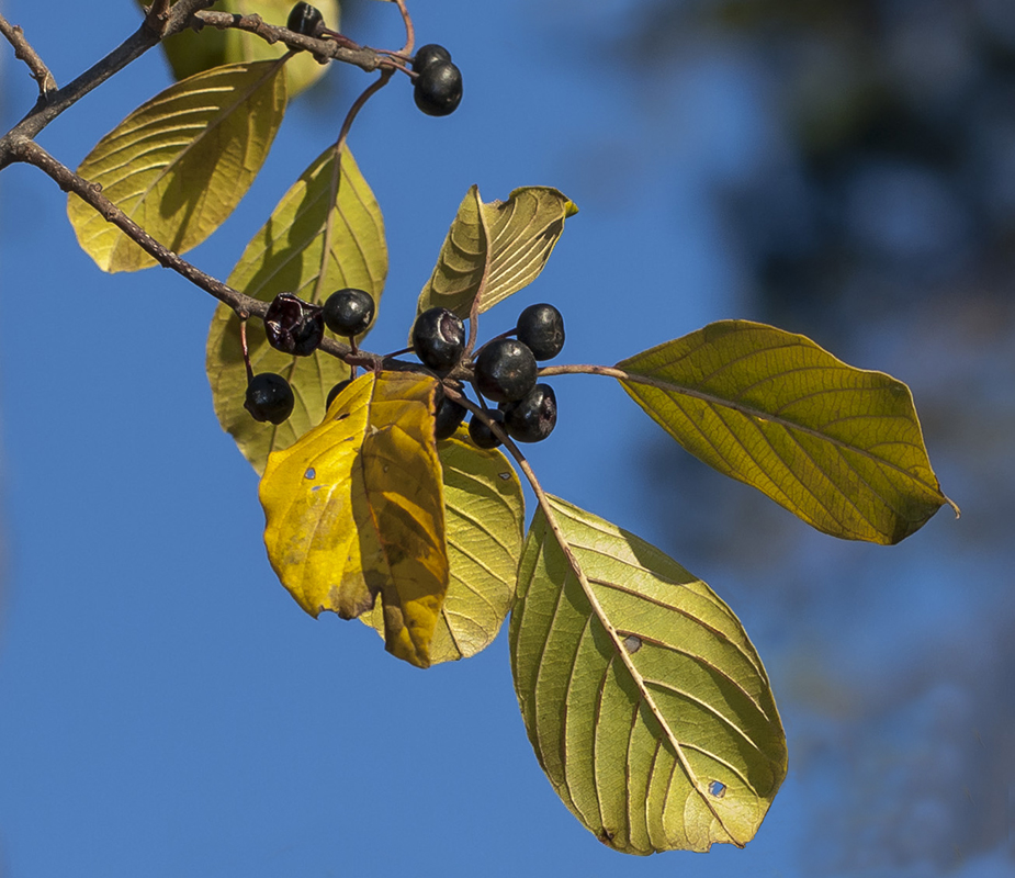 Изображение особи Frangula alnus.