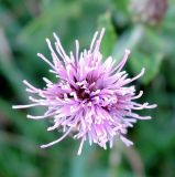 Cirsium arvense