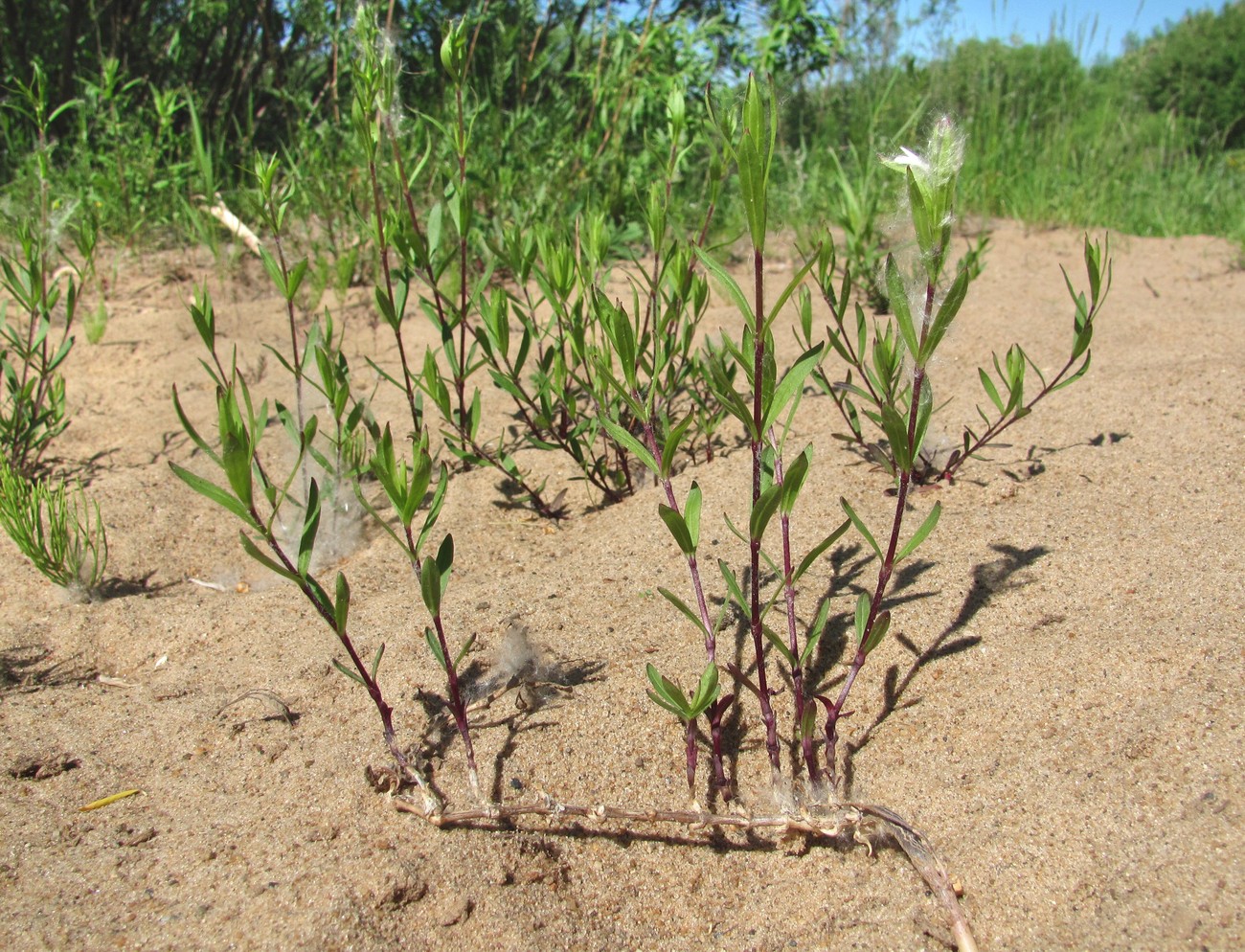 Изображение особи Silene tatarica.