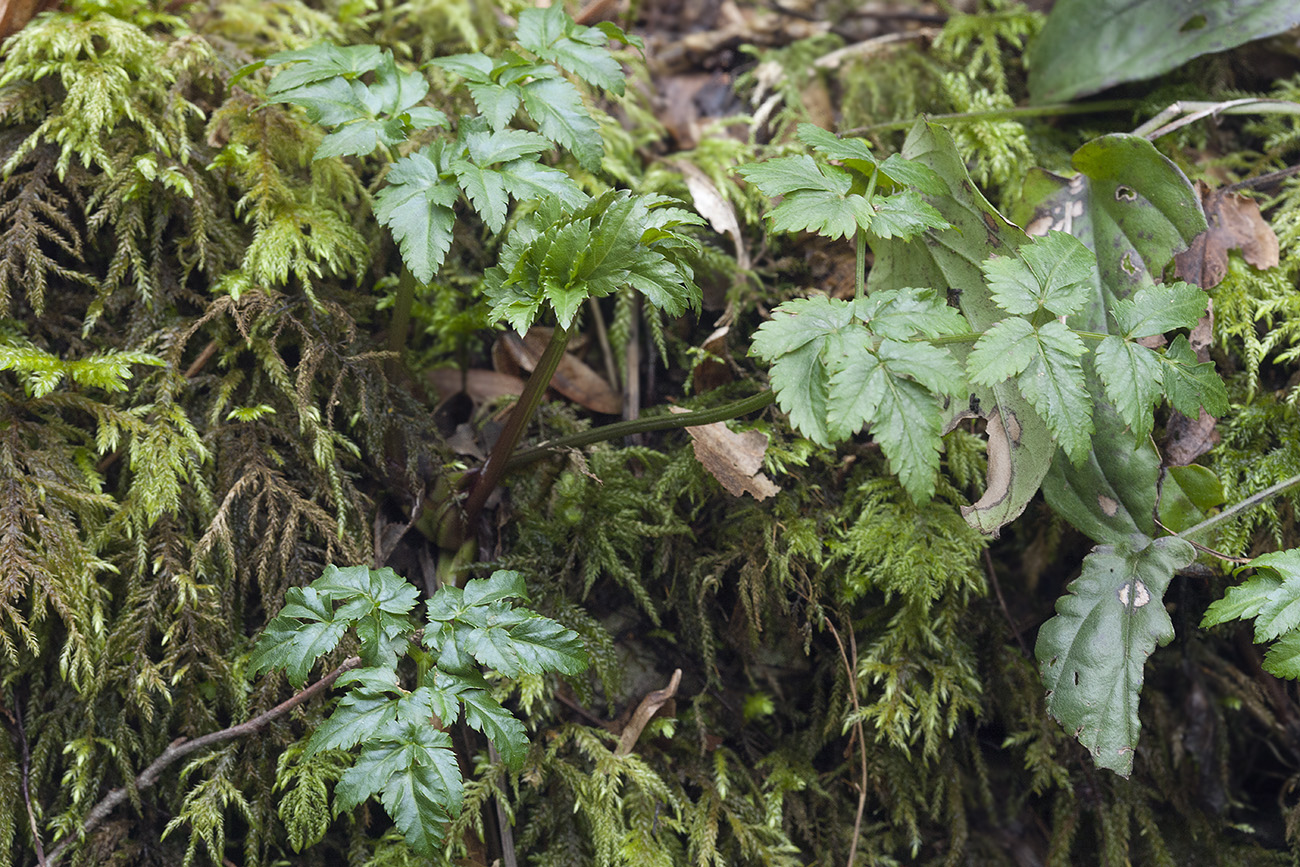 Изображение особи Rhizomatophora aegopodioides.