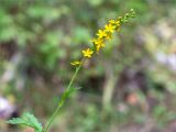 Agrimonia pilosa. Верхушка побега с соцветием. Беларусь, Витебская обл., ландшафтно-гидрологический заказник \"Глубокский Мох\", опушка смешанного хвойно-широколиственного леса у обочины грунтовой дороги. 01.08.2019.