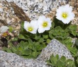 Cerastium undulatifolium