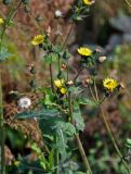 Sonchus oleraceus