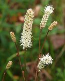 Sanguisorba parviflora. Соцветия. Приморский край, Ольгинский р-н, 6 км Ю-В с. Милоградово, бух. Красная Скала, сырой луг близ озера. 12.08.2009.