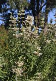 Leonotis leonurus