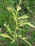 род Centaurea