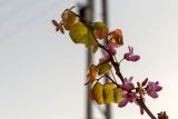 Cercis siliquastrum