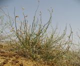 Astragalus amarus