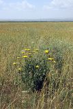 Achillea filipendulina. Цветущее растения в посевах пшеницы. Южный Казахстан, Джабаглытау, подгорная степь в 1.5 км восточнее пос. Амангельды. 06.06.2010.