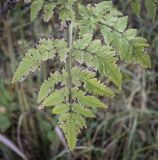 Chaerophyllum aureum. Лист в осенней окраске. Москва, Северо-Западный административный округ, р-н Строгино, Щукинский полуостров, разнотравный луг. 16.09.2022.