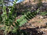 Oxytropis ivdelensis. Прикорневые листья. Свердловская обл., окр. г. Североуральск, правый берег канал Дублёр в районе известнякового карьера. 15.06.2011.