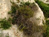 Sarcopoterium spinosum. Плодоносящее растение в нижней части стенки вади (слева - Podonosma orientalis). Израиль, горы Самарии, вади Бурка. 25.03.2010.