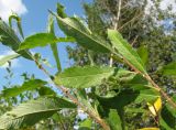 Salix cinerea