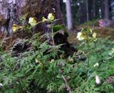 Pedicularis kuznetzovii