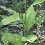 Veratrum ussuriense