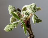 Sorbus aucuparia. Верхушка веточки с развивающимися соцветиями. Германия, г. Кемпен, в шумозащитной полосе. 14.04.2013.