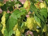 Humulus lupulus. Часть побега с соплодиями. Ростовская обл., Неклиновский р-н, Троицкое с/п, дол. р. Миус. 14.09.2013.