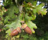 Quercus pedunculiflora