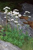 Valeriana sambucifolia. Цветущие растений на задернованной части скального обнажения. Кольский полуостров, берег губы Грязная в Кольском заливе. Июль 2004 г.