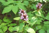 Prunella vulgaris