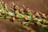 Lysimachia barystachys