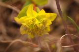 Euphorbia altaica