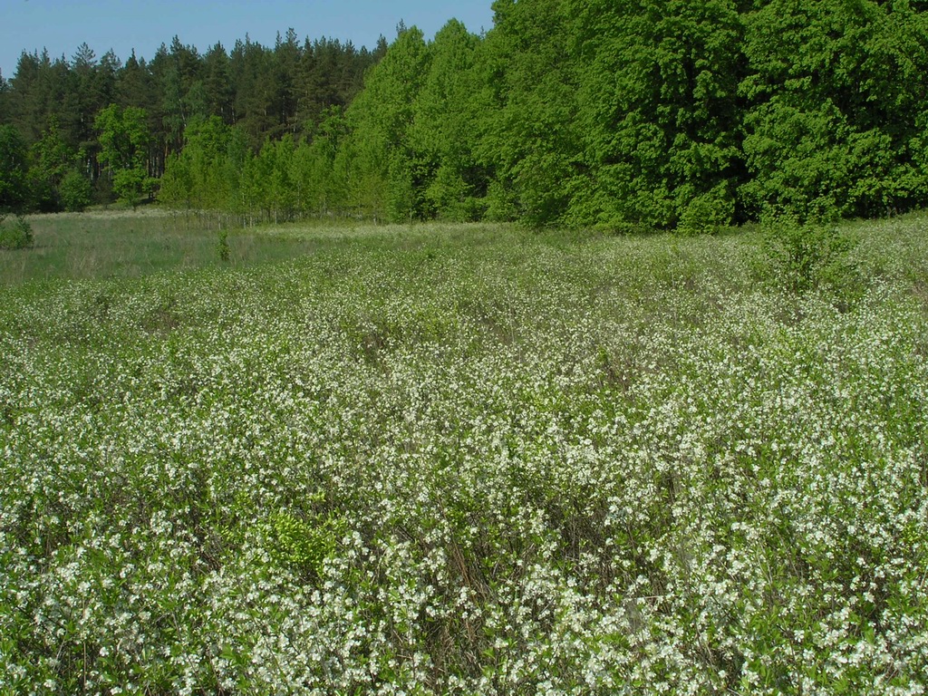 Image of Cerasus fruticosa specimen.