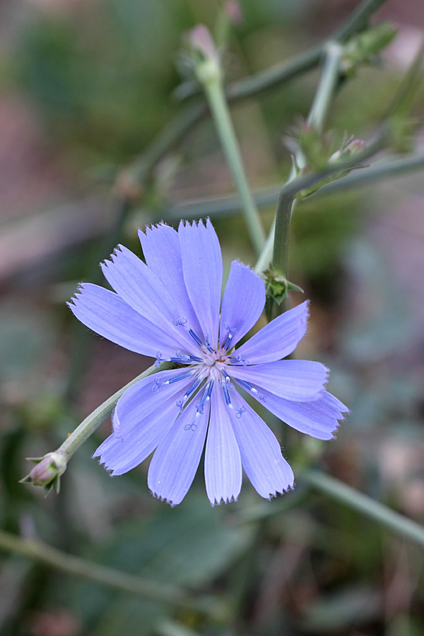 Image of Cichorium intybus specimen.