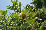 Plumeria rubra