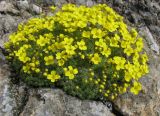 Draba bryoides