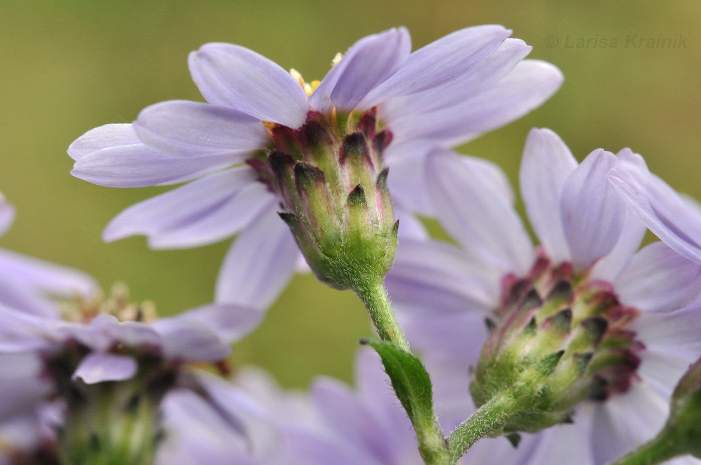 Изображение особи Aster ageratoides.