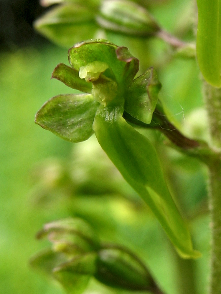 Изображение особи Listera ovata.