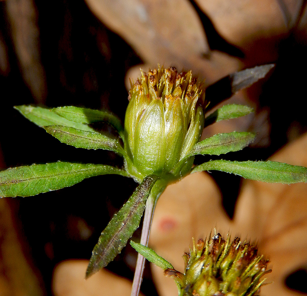 Изображение особи Bidens frondosa.