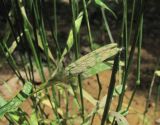 Aegilops cylindrica