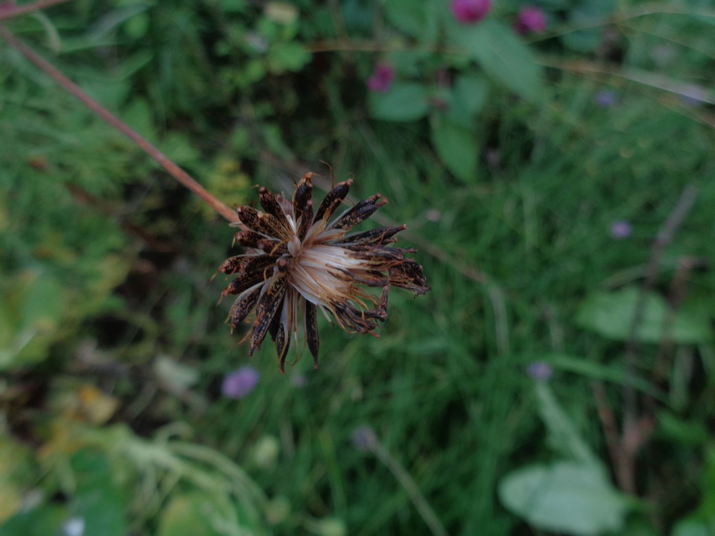 Изображение особи Cosmos bipinnatus.