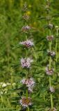 Mentha arvensis