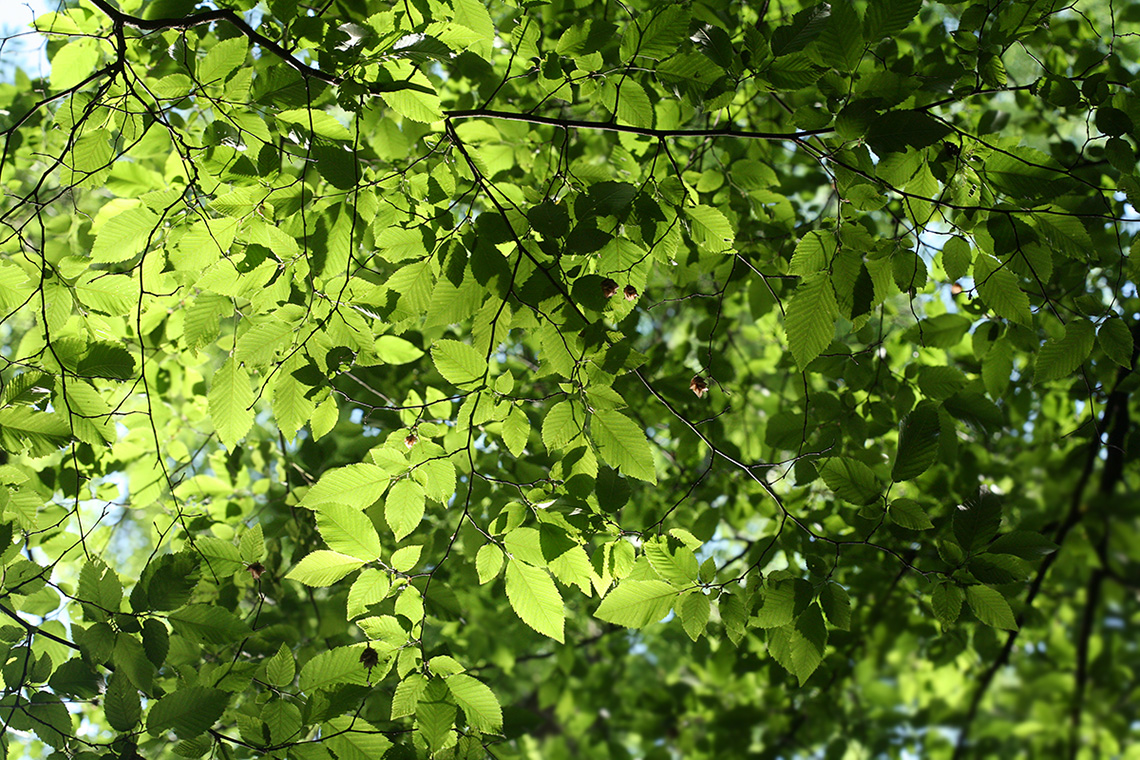 Изображение особи Ostrya carpinifolia.