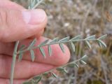 Astragalus varius ssp. eupatoricus