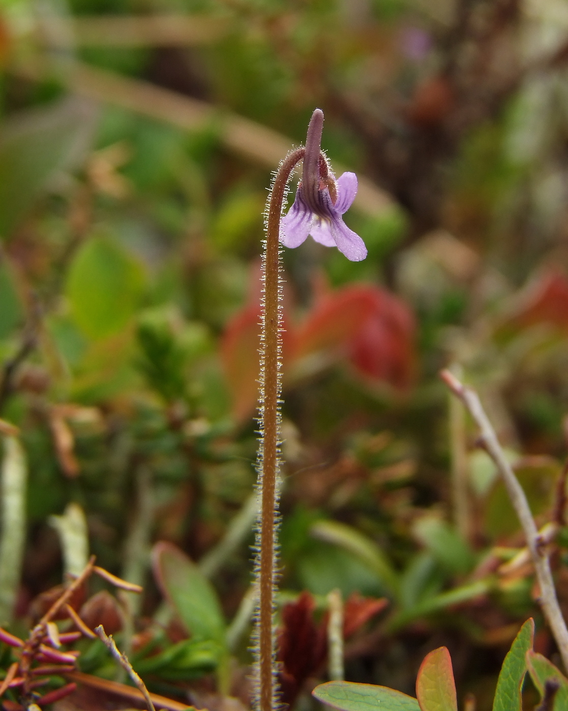 Изображение особи Pinguicula villosa.