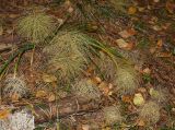 Equisetum sylvaticum