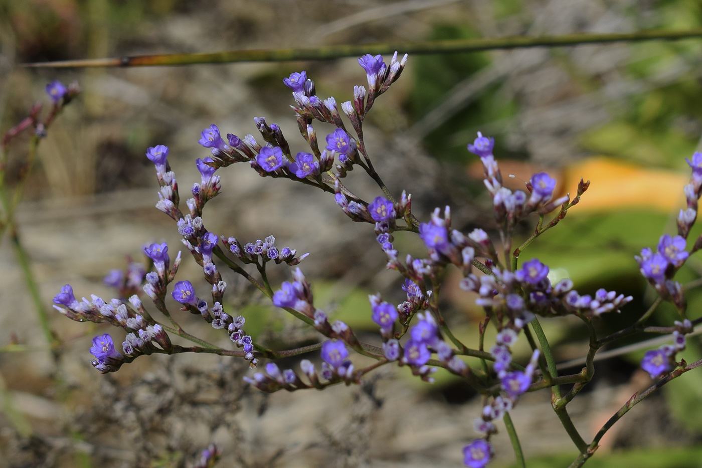 Изображение особи Limonium narbonense.