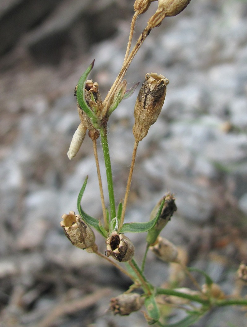 Изображение особи Silene tatarica.