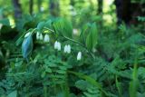 Polygonatum glaberrimum. Цветущее растение. Краснодарский край, Туапсинский р-н, Шаумянский перевал, широколиственный лес. 29.04.2013.