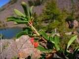 Berberis sibirica