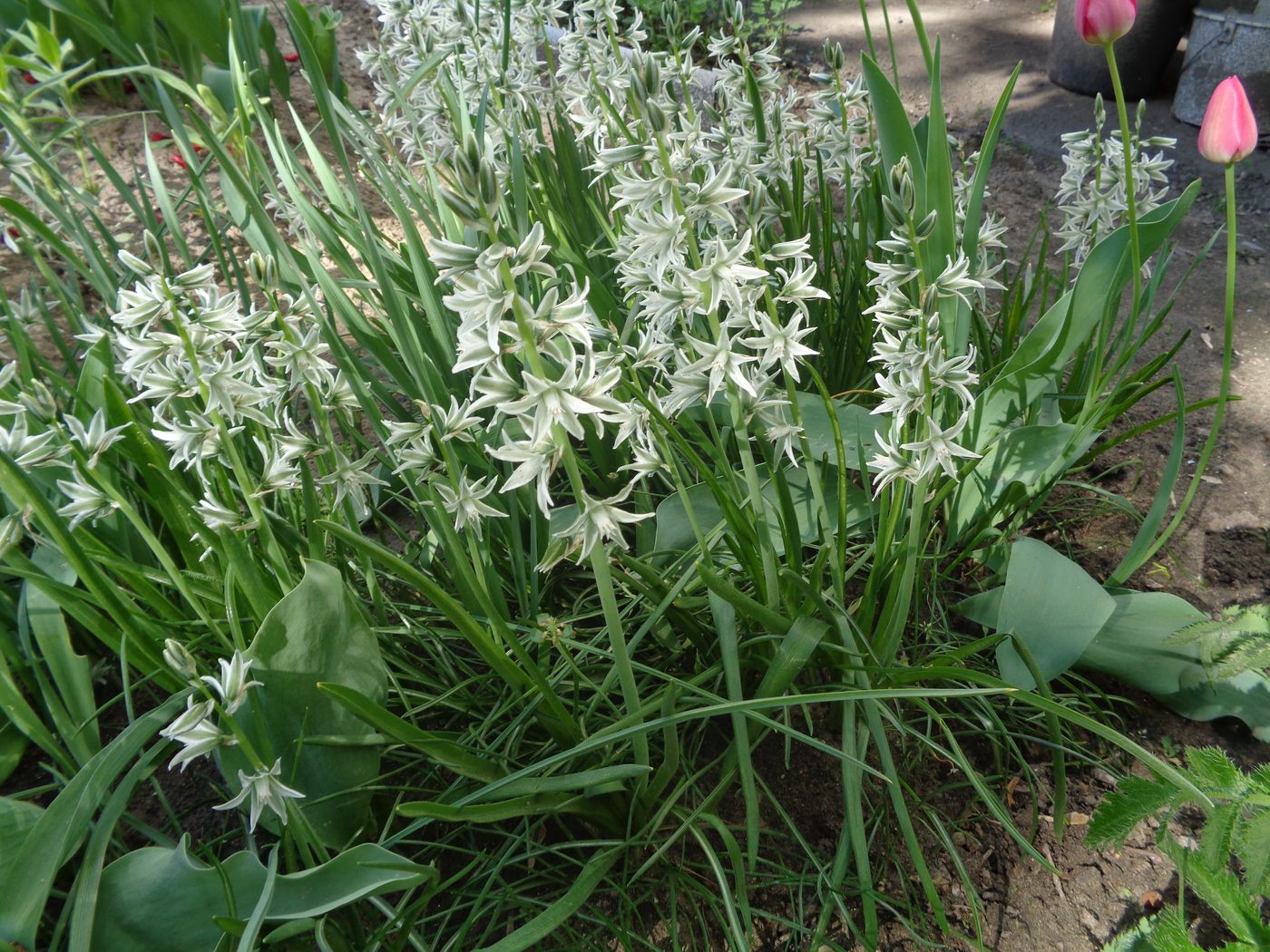 Изображение особи род Ornithogalum.