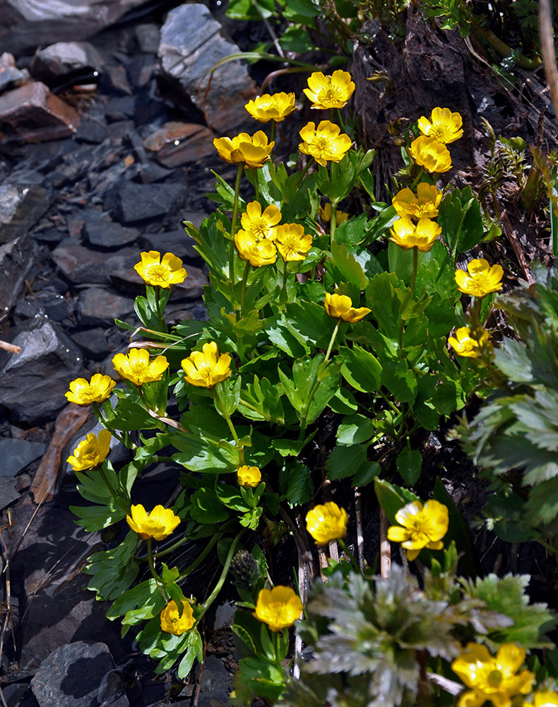 Image of Ranunculus altaicus specimen.