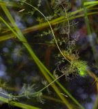 Utricularia minor